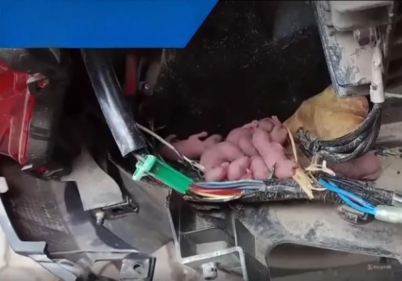 Dây điện của xe máy bị chuột cắn mà không được khắc phục kịp thời có thể dẫn đến những hậu quả nghiêm trọng