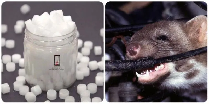 Cách chống chuột cắn dây điện xe máy hiệu quả là sử dụng băng phiến