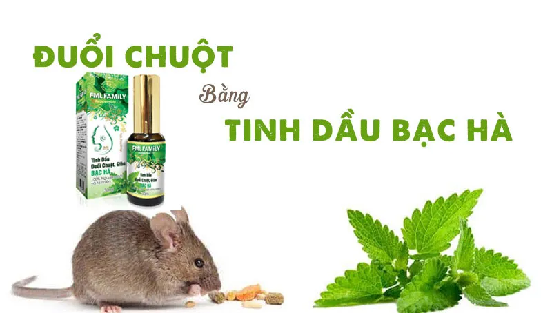 Có thể sử dụng tinh dầu bạc hà đã pha chế để đuổi chuột nhằm ngăn chặn việc cắn dây điện xe máy