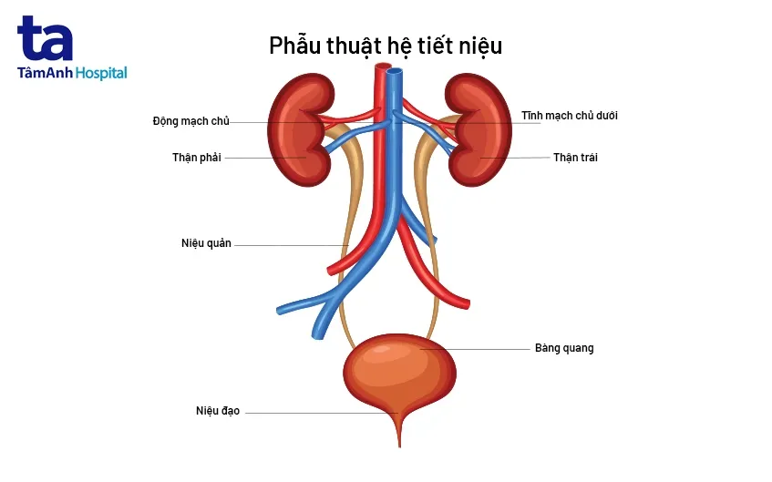 Hình ảnh minh họa đái ra máu là gì, mô tả sự khác biệt giữa nước tiểu bình thường và nước tiểu có lẫn máu