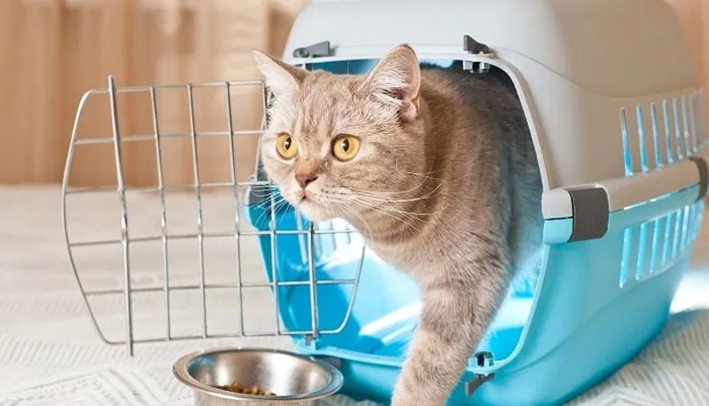 Đưa mèo cưng đến phòng khám thú y để kiểm tra sức khỏe trước khi di chuyển