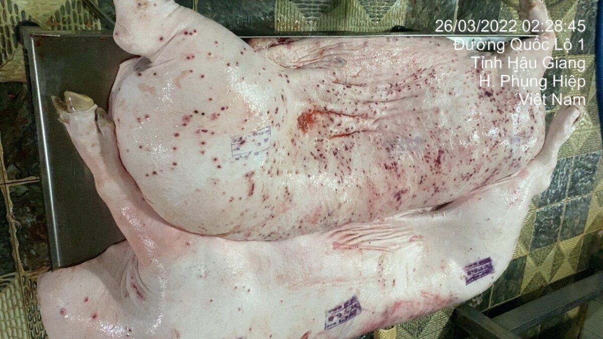 Cục Máy Xe Wave: Cẩm Nang Toàn Tập Về Cấu Tạo, Phân Loại Và Kinh Nghiệm Mua Bán 4 Cục Máy Xe Wave: Cẩm Nang Toàn Tập Về Cấu Tạo, Phân Loại Và Kinh Nghiệm Mua Bán