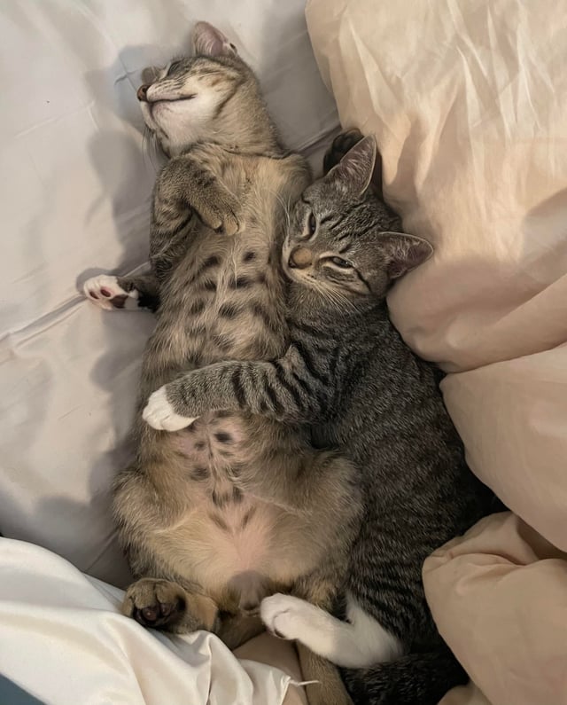 Cách Chữa Bỏng Bô Xe Máy Nhanh Khỏi, Không Để Lại Sẹo: Hướng Dẫn Chi Tiết Từ Chuyên Gia